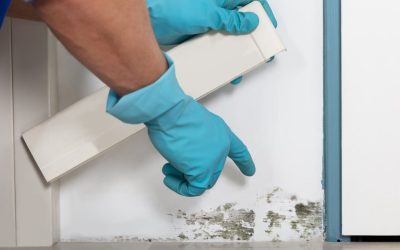 Tips for Dealing with Mold in the Home