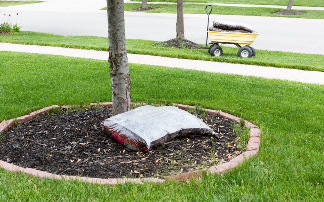 5 Fall Lawn Maintenance Tips